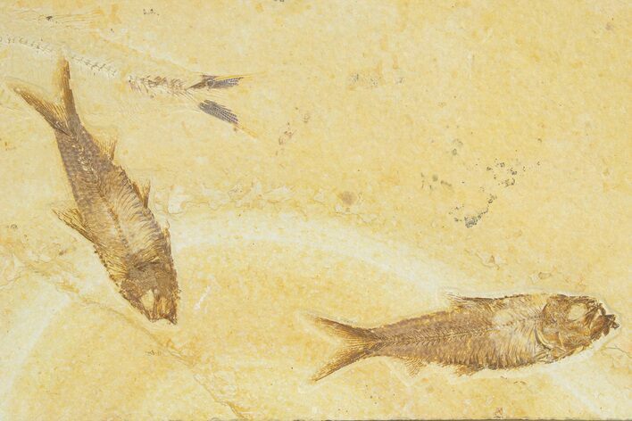 Limestone with Two Fossil Fish (Knightia) - Wyoming #345399